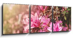 Obraz 3D tdln - 150 x 50 cm F_BM49992650 - Spring Azaleas in Soft Sunlight