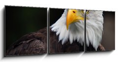 Obraz 3D tdln - 150 x 50 cm F_BM5007416 - American Bald Eagle (Haliaeetus leucocephalus)