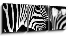 Obraz   monochrome photo  detail head zebra in ZOO, 150 x 50 cm