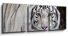 Obraz 3D tdln - 150 x 50 cm F_BM51332281 - Glance of a passing by white bengal tiger