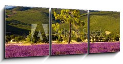 Obraz 3D tdln - 150 x 50 cm F_BM51603534 - Campi di Lavanda a Valensole Provenza, Francia