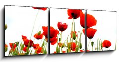 Obraz 3D tdln - 150 x 50 cm F_BM51629821 - coquelicots sur fond blanc