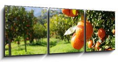 Obraz 3D tdln - 150 x 50 cm F_BM51744816 - Orange tree - Pomeranovnk