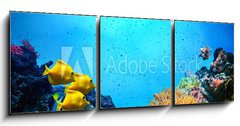 Obraz 3D třídílný - 150 x 50 cm F_BM52173106 - Underwater scene. Coral reef, fish groups in clear ocean water - Podvodní scéna. Korálový útes, rybí skupiny v čisté mořské vodě