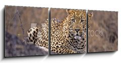 Obraz   Africa Leopard, 150 x 50 cm