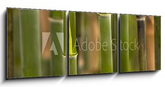 Obraz 3D tdln - 150 x 50 cm F_BM52810191 - Bambus