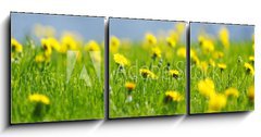 Obraz   Yellow dandelions, 150 x 50 cm