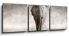 Obraz 3D tdln - 150 x 50 cm F_BM53182375 - Elephant