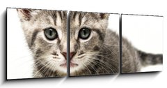 Obraz 3D tdln - 150 x 50 cm F_BM53218691 - little kitten