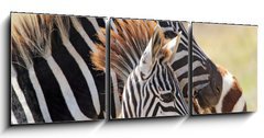Obraz 3D tdln - 150 x 50 cm F_BM54195512 - Baby zebra with mother - Baby zebra s matkou