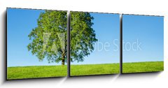 Obraz   Green tree and blue sky, 150 x 50 cm