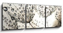 Obraz 3D tdln - 150 x 50 cm F_BM54512856 - Dandelion seeds with dew drops - Semena pampeliky s kapkami rosy