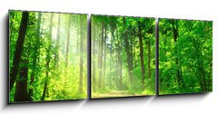 Obraz 3D třídílný - 150 x 50 cm F_BM55128524 - Waldweg mit Sonnenschein - Lesní cesta se sluncem