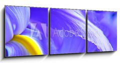 Obraz 3D tdln - 150 x 50 cm F_BM563234 - irises - duhovky