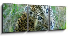 Obraz 3D tdln - 150 x 50 cm F_BM5752327 - Leopard