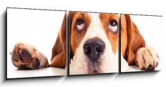 Obraz   beagle head isolated on white, 150 x 50 cm