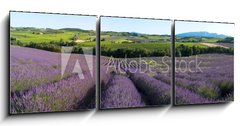 Obraz   panoramique  Champ de lavande en Provence, 150 x 50 cm