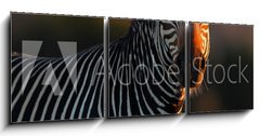 Obraz 3D tdln - 150 x 50 cm F_BM57661431 - Cape Mountain Zebra portrait