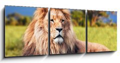 Obraz 3D tdln - 150 x 50 cm F_BM58606525 - Big lion lying on savannah grass. Kenya, Africa - Velk lva lec na savanov trv. Kea, Afrika