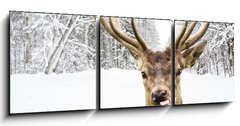 Obraz 3D tdln - 150 x 50 cm F_BM58977181 - Deer with beautiful big horns on a winter country road