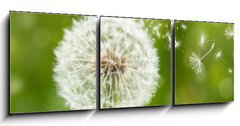 Obraz   dandelion with flying seeds, 150 x 50 cm