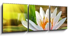Obraz   water lily, 150 x 50 cm
