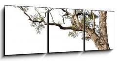 Obraz 3D tdln - 150 x 50 cm F_BM60475741 - Big tree on a white background
