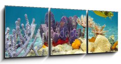 Obraz 3D třídílný - 150 x 50 cm F_BM61200076 - Colorful underwater marine life seabed - Barevné podvodní mořské dno mořského života