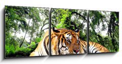 Obraz 3D třídílný - 150 x 50 cm F_BM61968911 - Tiger looking something on the rock in tropical evergreen forest - Tygr hledá něco na skále v tropickém stálezeleném lese