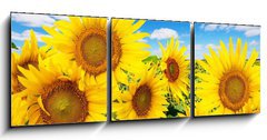 Obraz 3D tdln - 150 x 50 cm F_BM62796944 - sunflower field and blue sky with clouds