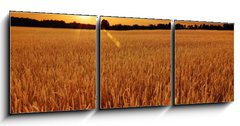 Obraz 3D tdln - 150 x 50 cm F_BM6287668 - Field of wheat at sunset