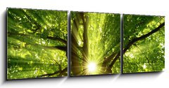 Obraz   Sonne strahlt explosiv durch den Baum, 150 x 50 cm