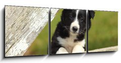 Obraz 3D tdln - 150 x 50 cm F_BM63537900 - Border Collie Puppy With Paws on White Rustic Fence 2 - Border Collie Puppy s tlapkami na blm rustiklnm plotu 2