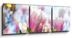 Obraz 3D tdln - 150 x 50 cm F_BM64325812 - Beautiful blossoming magnolia tree in the spring time