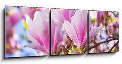 Obraz 3D tdln - 150 x 50 cm F_BM64325849 - Beautiful blossoming magnolia tree in the spring time