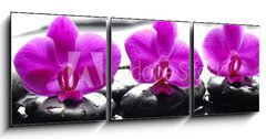 Obraz   Three orchid flower and stones with reflection in water drops, 150 x 50 cm