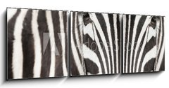 Obraz   Close up of zebra head and body with beautiful striped pattern, 150 x 50 cm