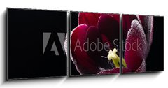 Obraz 3D tdln - 150 x 50 cm F_BM64511912 - Wet purple-black tulip.