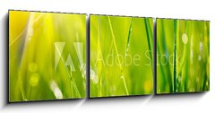 Obraz 3D tdln - 150 x 50 cm F_BM64529085 - Fresh green grass with dew drops closeup. Soft Focus