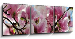 Obraz 3D tdln - 150 x 50 cm F_BM65813621 - Magnolia tree blossom - Kvetouc strom magnlie