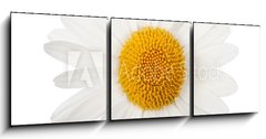 Obraz   White daisy, 150 x 50 cm