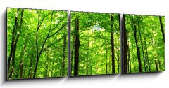 Obraz 3D tdln - 150 x 50 cm F_BM66883526 -  forest