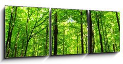 Obraz 3D třídílný - 150 x 50 cm F_BM66883526 - forest