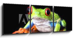 Obraz 3D třídílný - 150 x 50 cm F_BM6752978 - frog closeup on black - žába detailní na černé