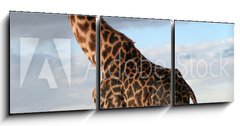 Obraz 3D tdln - 150 x 50 cm F_BM68090658 - Girafe mle qui parade