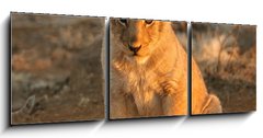 Obraz 3D tdln - 150 x 50 cm F_BM682146 - lion cub