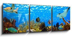 Obraz 3D třídílný - 150 x 50 cm F_BM68530036 - underwater panorama of a tropical reef in the caribbean - podvodní panorama tropického útesu v Karibiku