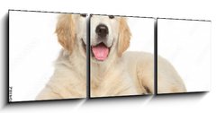 Obraz 3D tdln - 150 x 50 cm F_BM69054182 - Golden Retriever puppy on white background