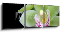 Obraz 3D tdln - 150 x 50 cm F_BM6971855 - Green orchid with red spots