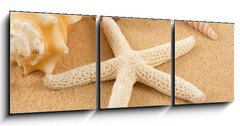 Obraz 3D tdln - 150 x 50 cm F_BM7005446 - Seashell - Mule